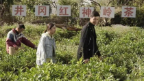 井冈红培网,传承红色基因，铸就时代新人