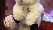 小姐姐选狗,萌宠相伴，幸福生活新篇章